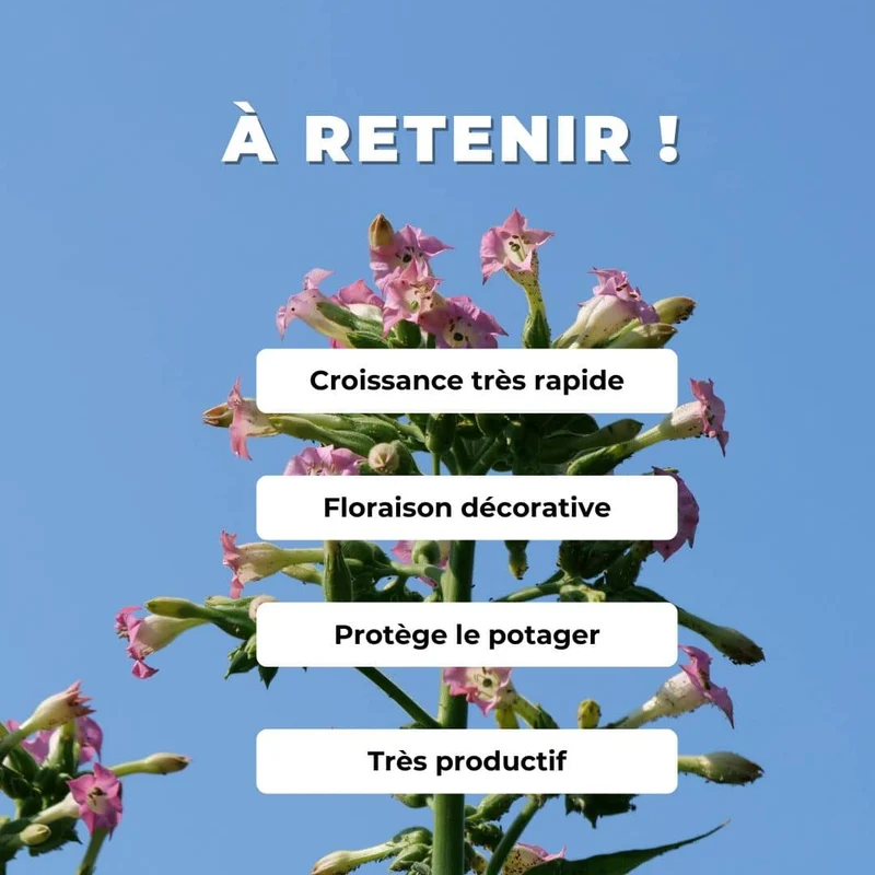 Tabac cultivé — Graines