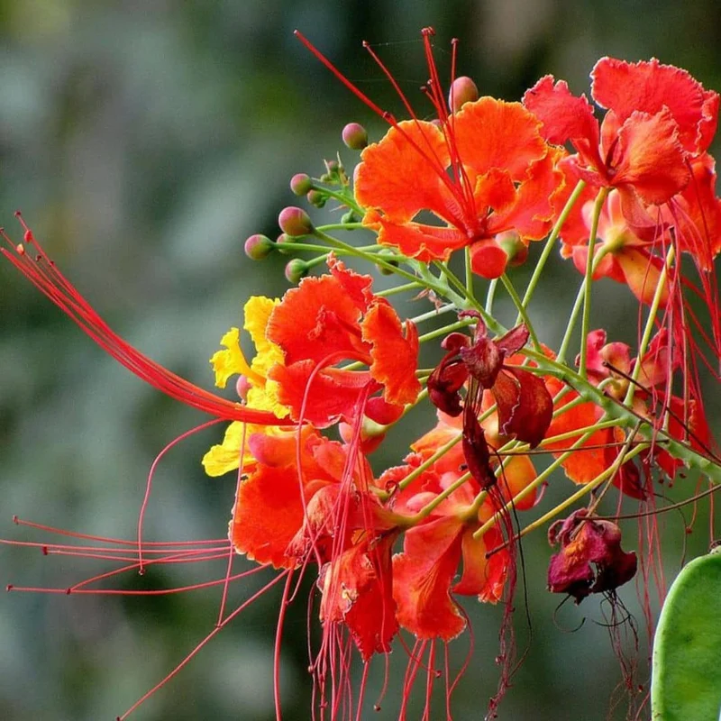 Petit flamboyant rouge — Graines
