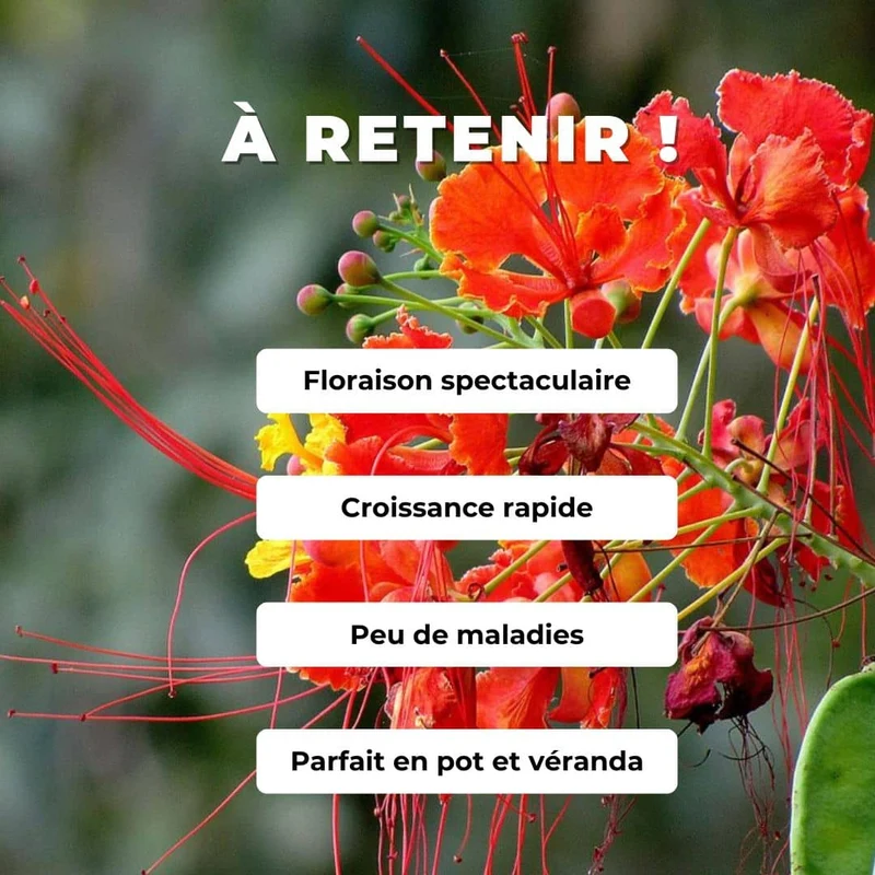 Petit flamboyant rouge — Graines