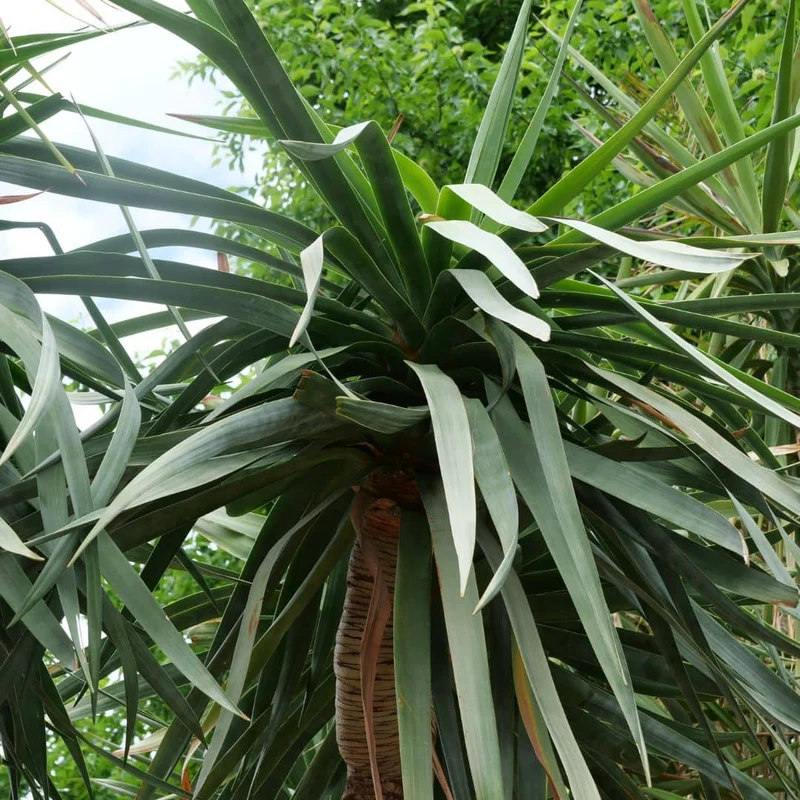 Dragonnier des Canaries — Graines ou plant