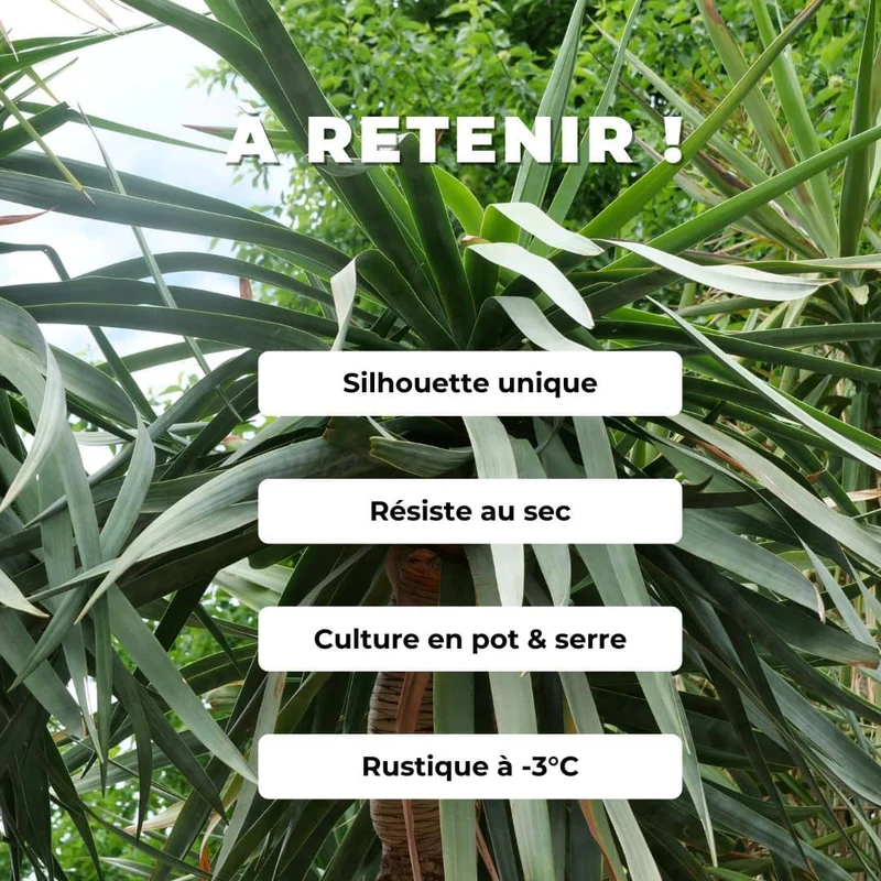 Dragonnier des Canaries — Graines ou plant