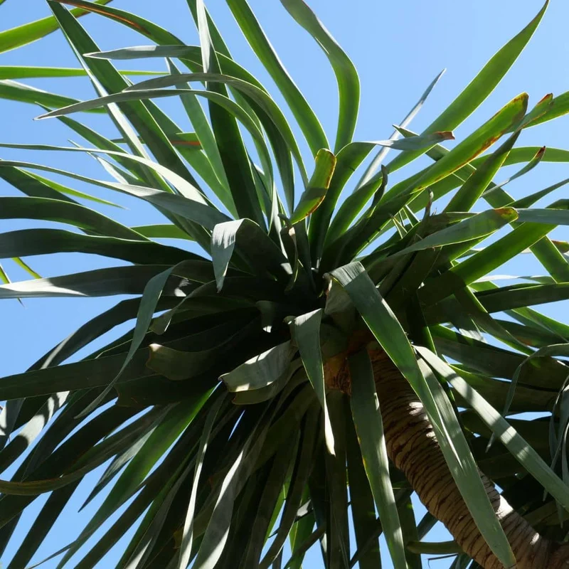 Dragonnier des Canaries — Graines ou plant