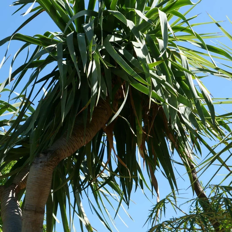 Dragonnier des Canaries — Graines ou plant
