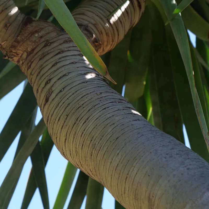 Dragonnier des Canaries — Graines ou plant