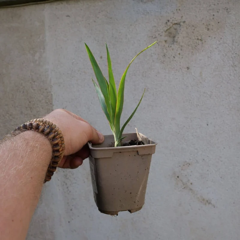 Dragonnier des Canaries — Graines ou plant