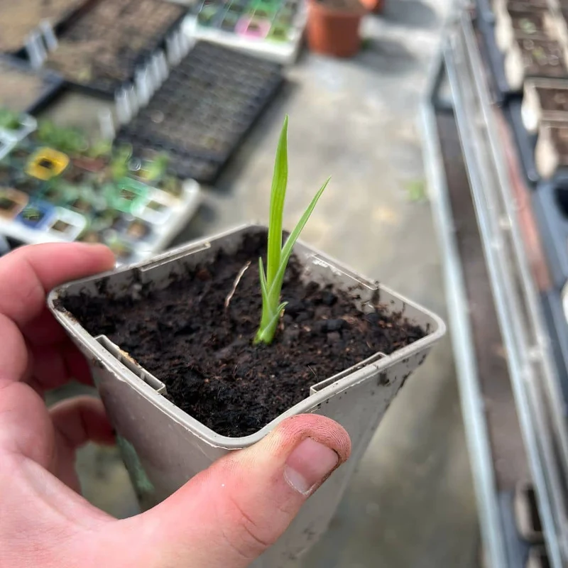 Dragonnier des Canaries — Graines ou plant