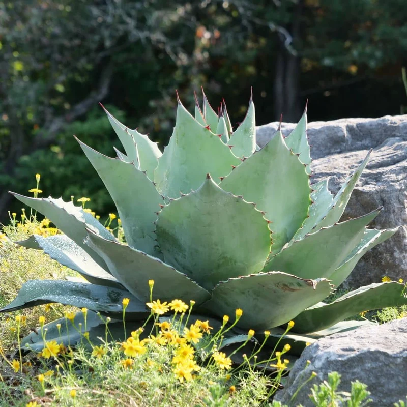 Agave à feuilles ovales — Graines