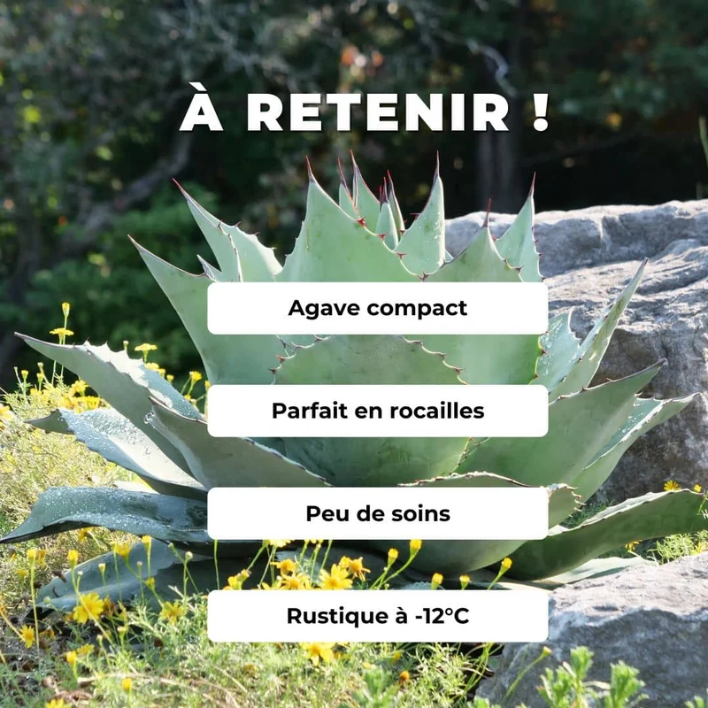 Agave à feuilles ovales — Graines