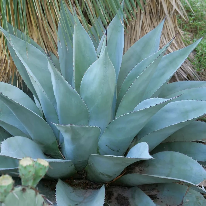 Agave à feuilles ovales — Graines