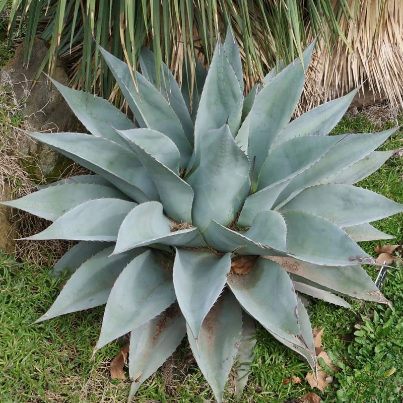 Agave à feuilles ovales — Graines