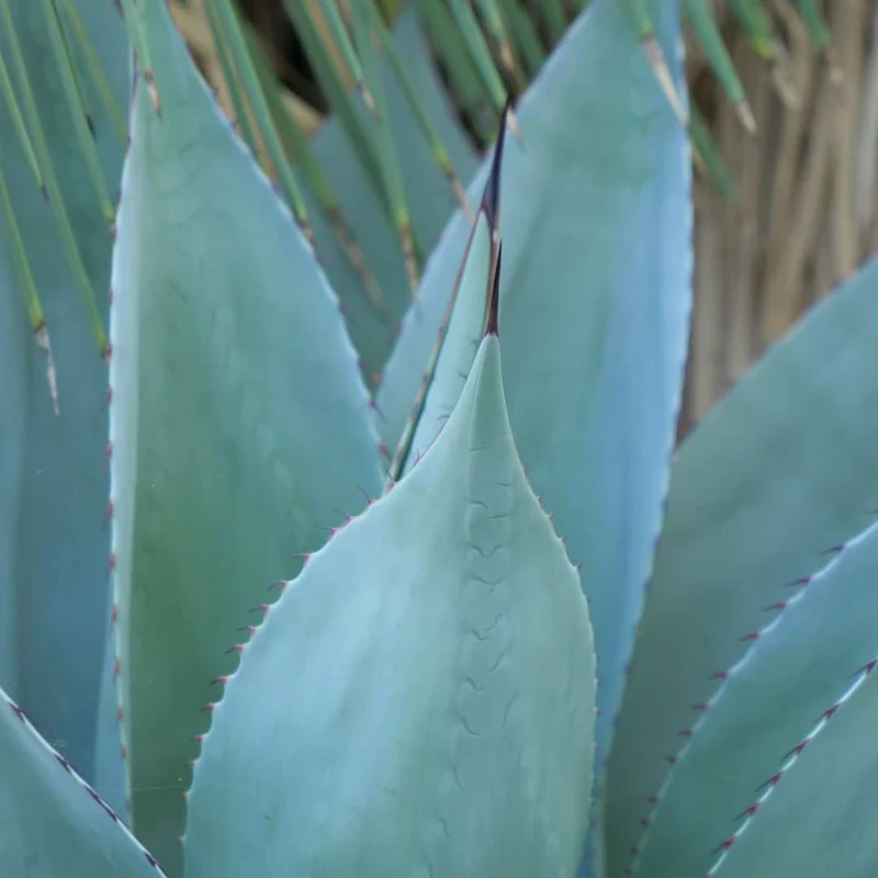 Agave à feuilles ovales — Graines