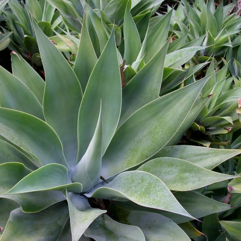 Agave à cou de cygne — Graines