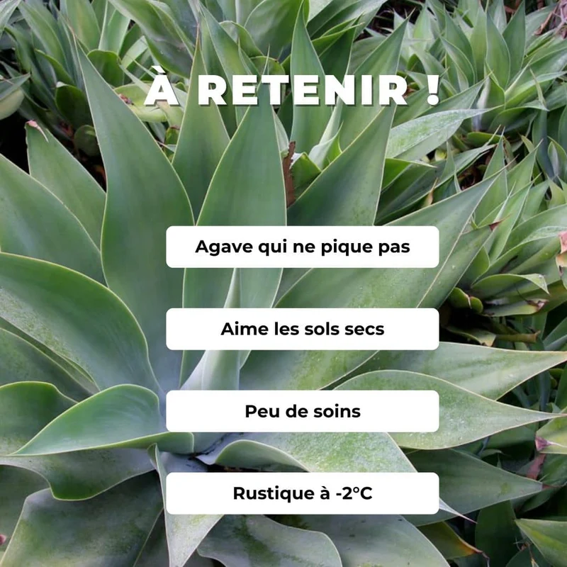 Agave à cou de cygne — Graines