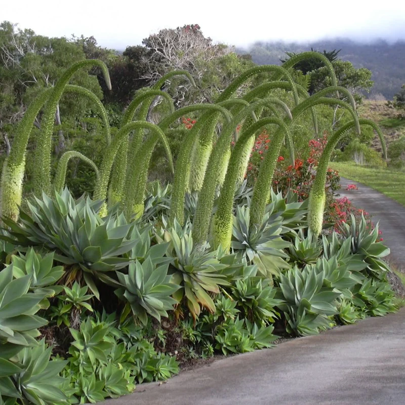 Agave à cou de cygne — Graines