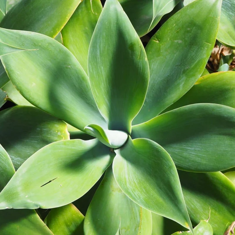 Agave à cou de cygne — Graines