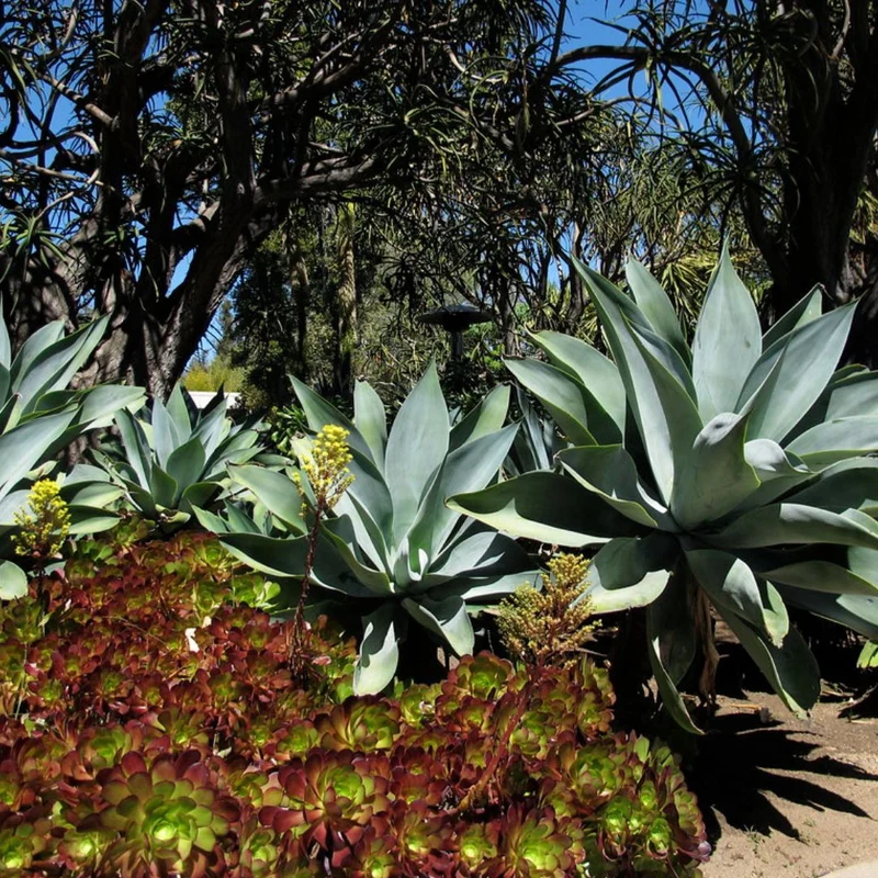 Agave à cou de cygne — Graines