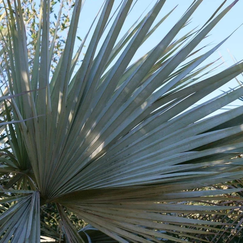 Palmier bleu du Mexique — Graines