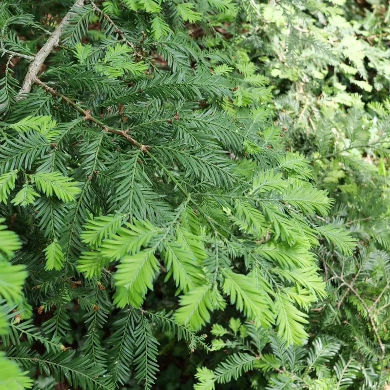 Séquoia à feuilles d’if — Graines