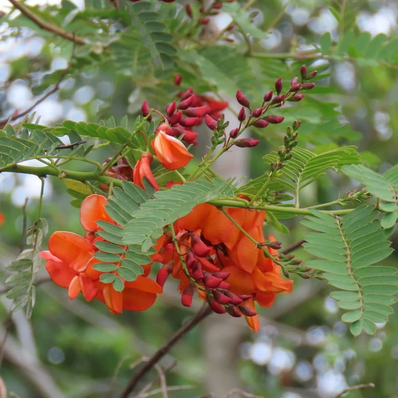 Flamboyant d’Hyères — Graines ou plant