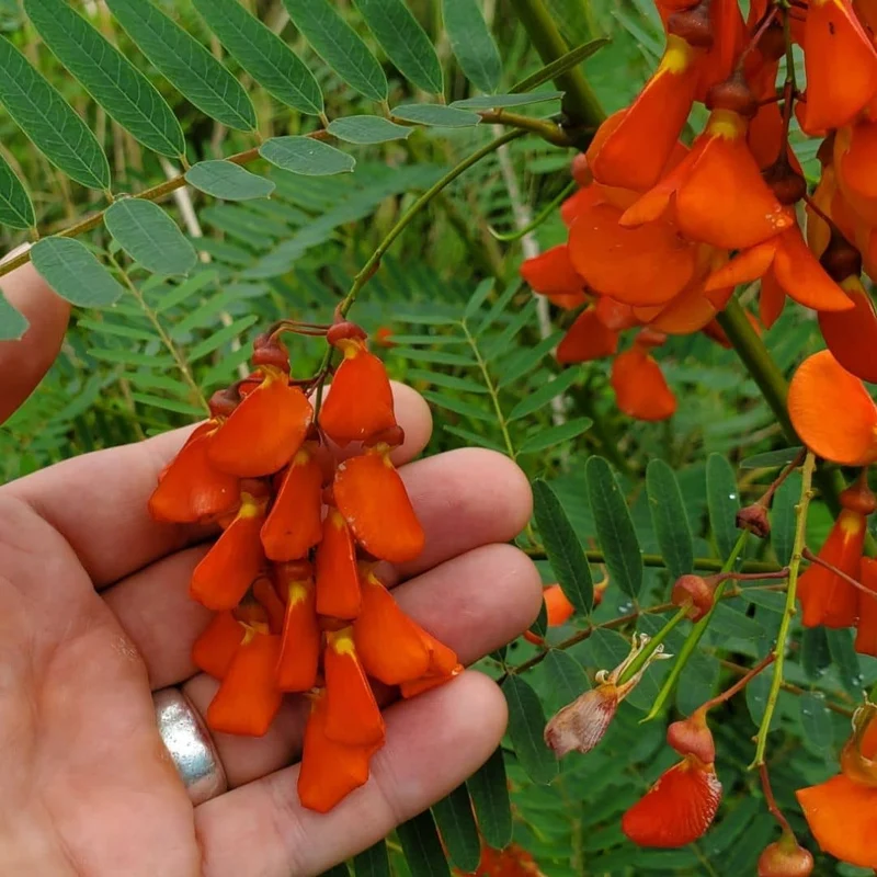 Flamboyant d’Hyères — Graines ou plant
