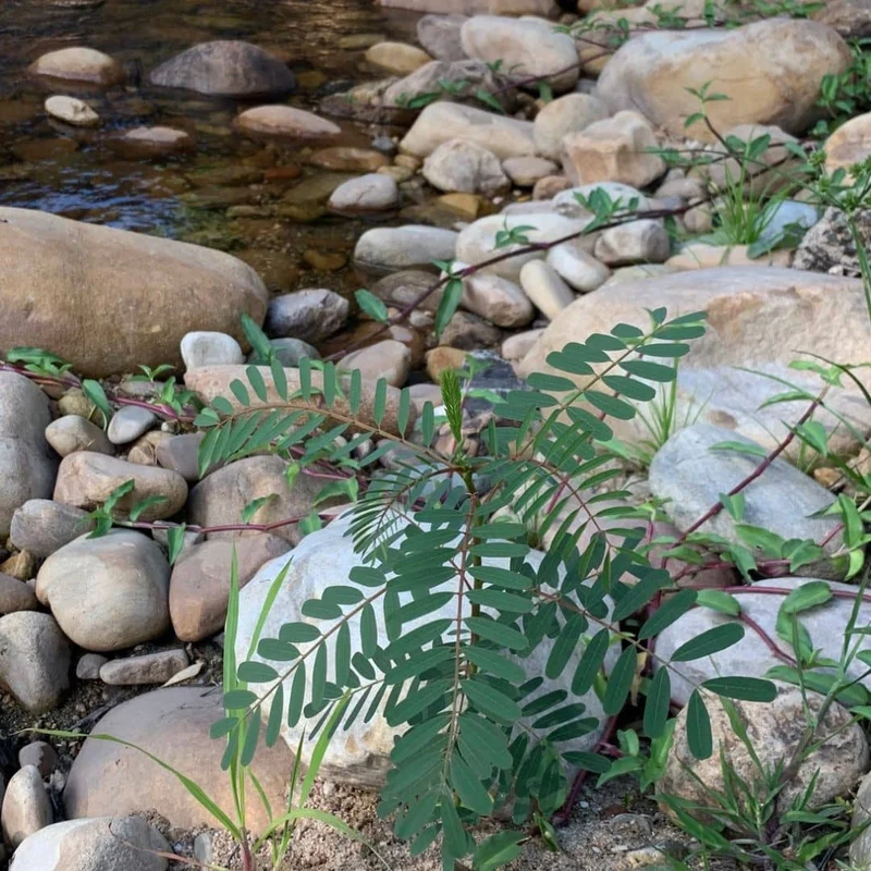 Flamboyant d’Hyères — Graines ou plant