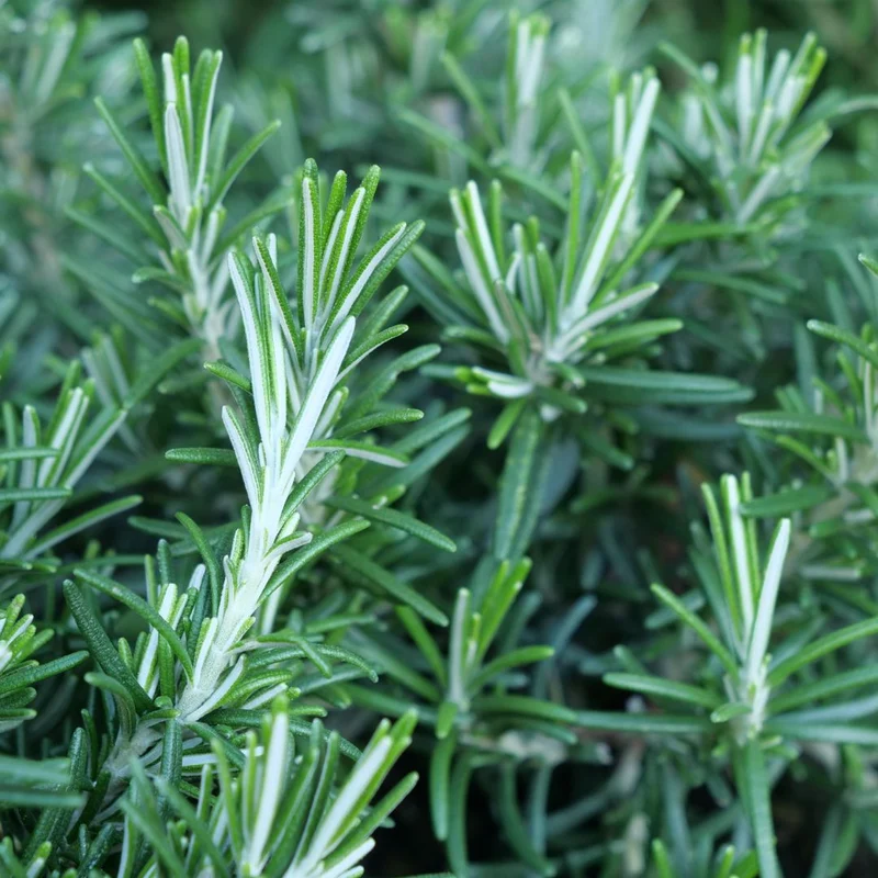 Romarin rampant — Plant