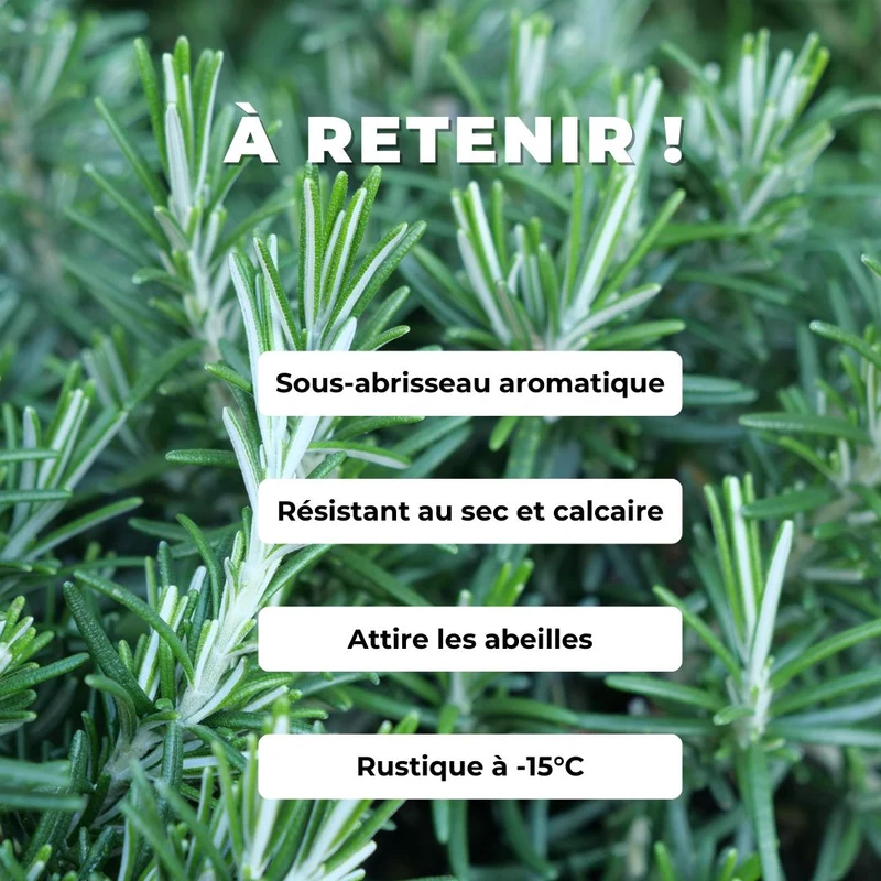 Romarin rampant — Plant