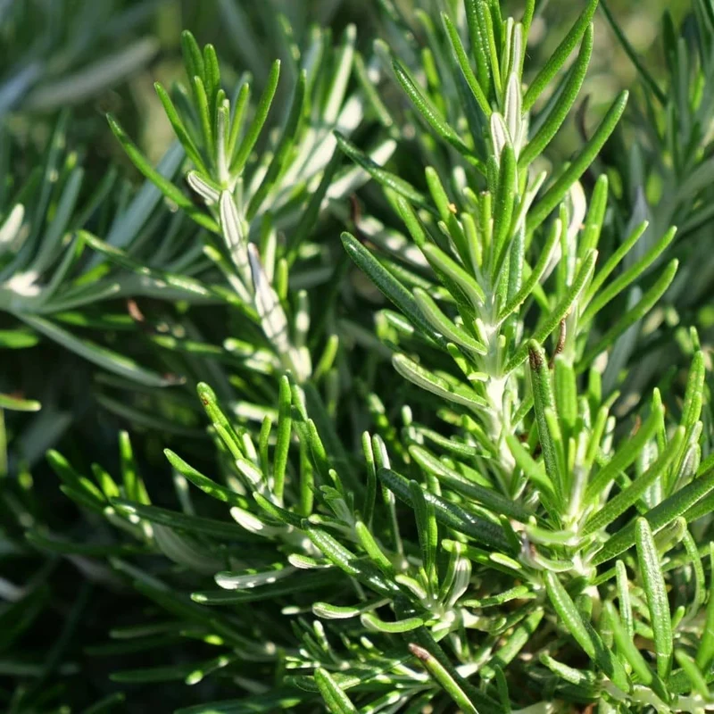 Romarin rampant — Plant