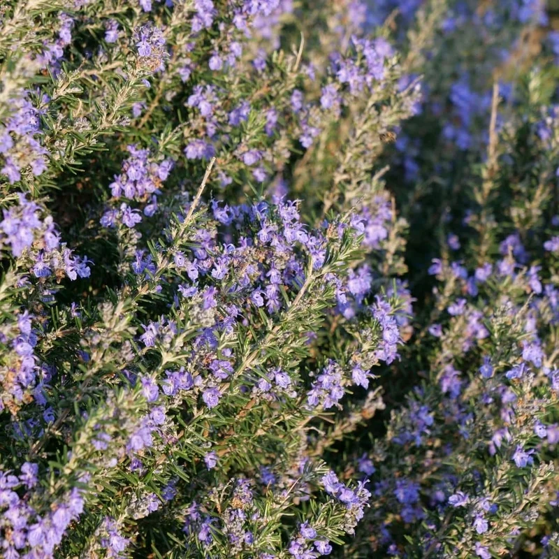 Romarin rampant — Plant