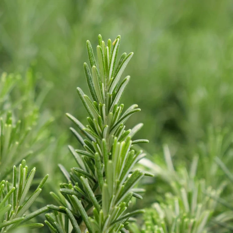 Romarin rampant — Plant
