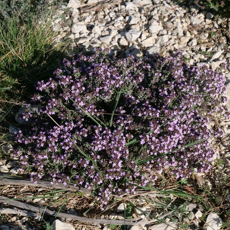 Thym commun — Plant