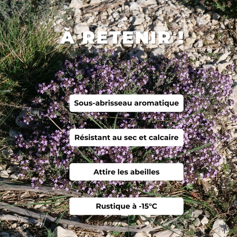 Thym commun — Plant