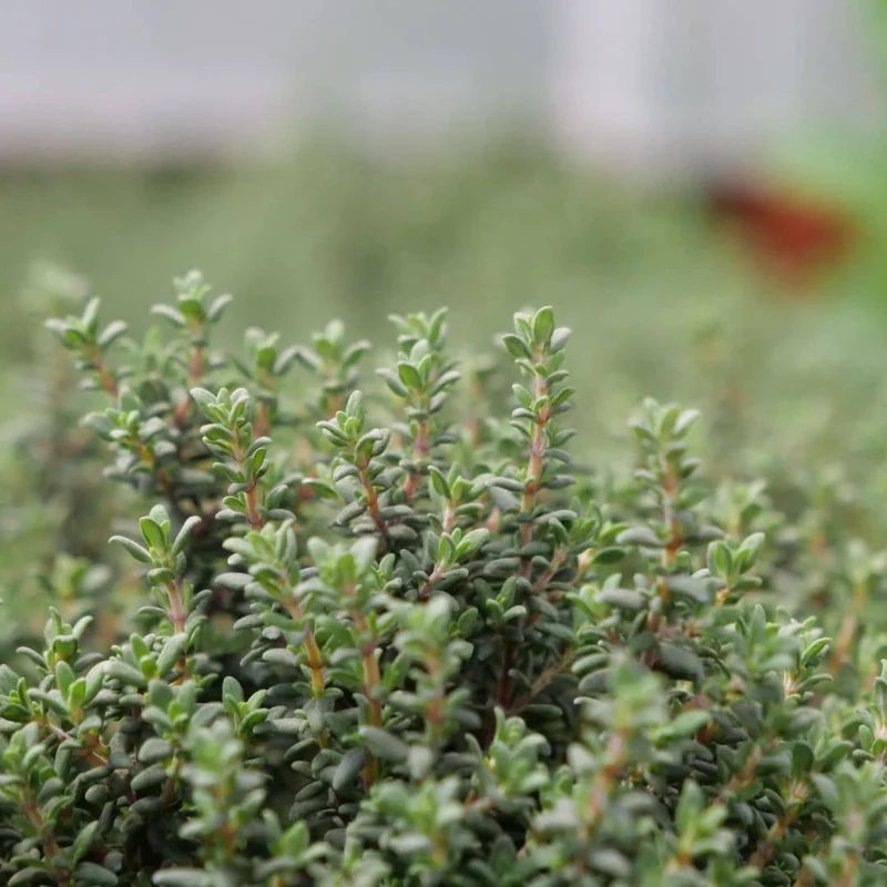 Thym commun — Plant