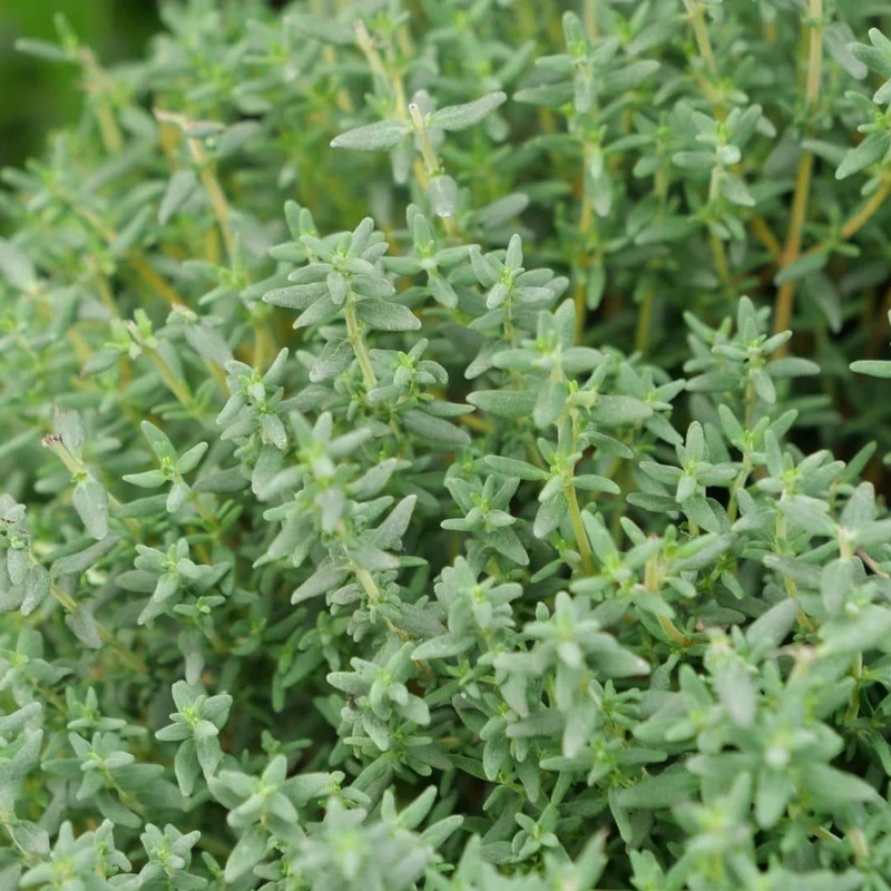 Thym commun — Plant
