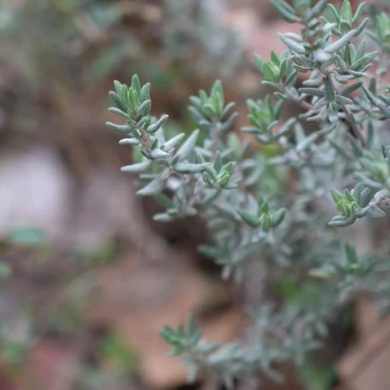 Thym commun — Plant