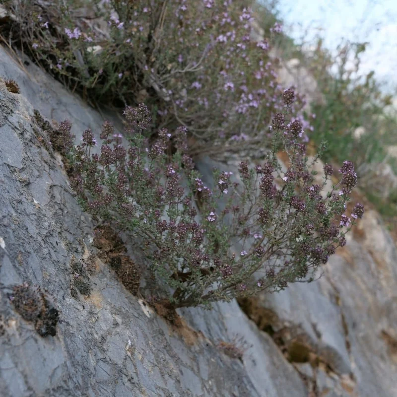 Thym commun — Plant