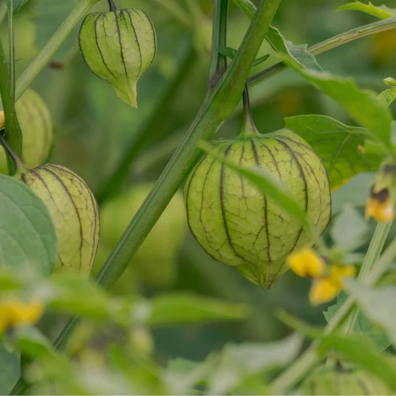Tomatille Amarylla — Graines