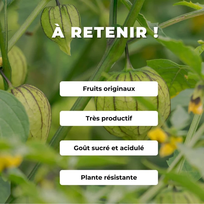 Tomatille Amarylla — Graines
