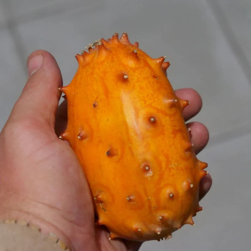 Kiwano — Concombre cornu — Graines