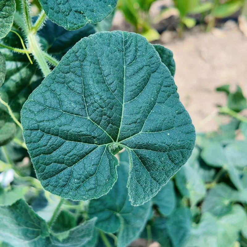 Kiwano — Concombre cornu — Graines
