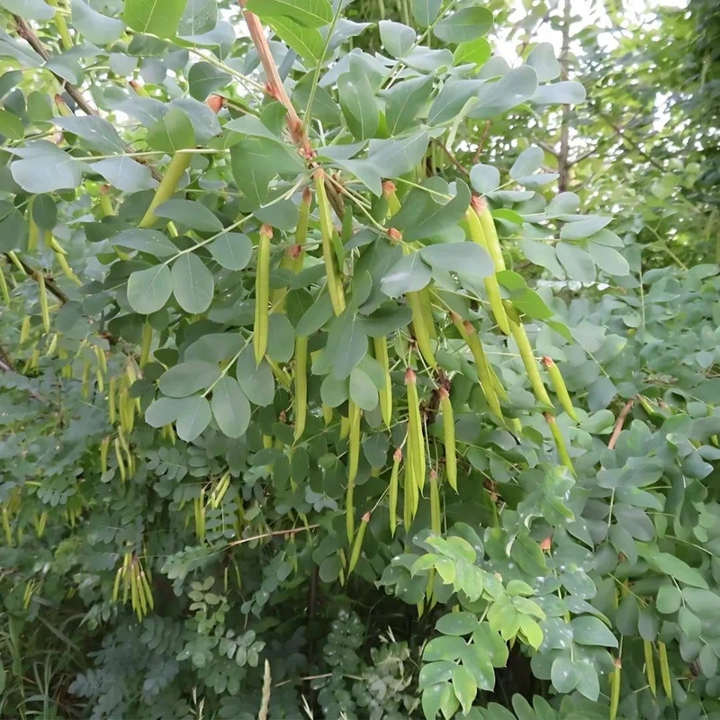 Caraganier de Sibérie — Graines ou plant