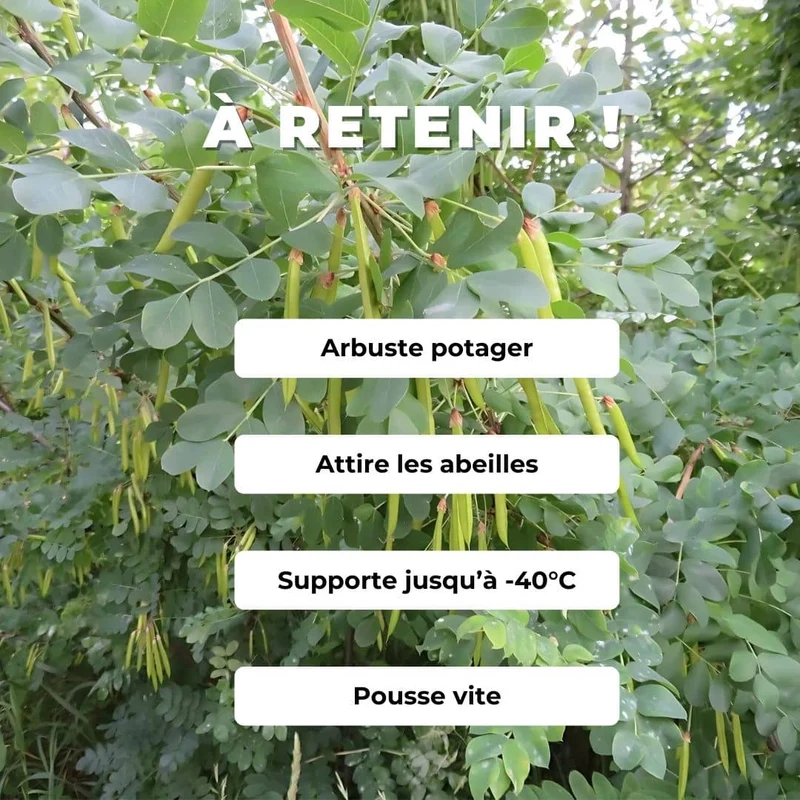 Caraganier de Sibérie — Graines ou plant