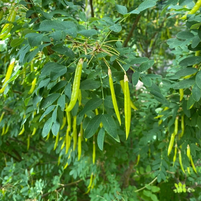 Caraganier de Sibérie — Graines ou plant