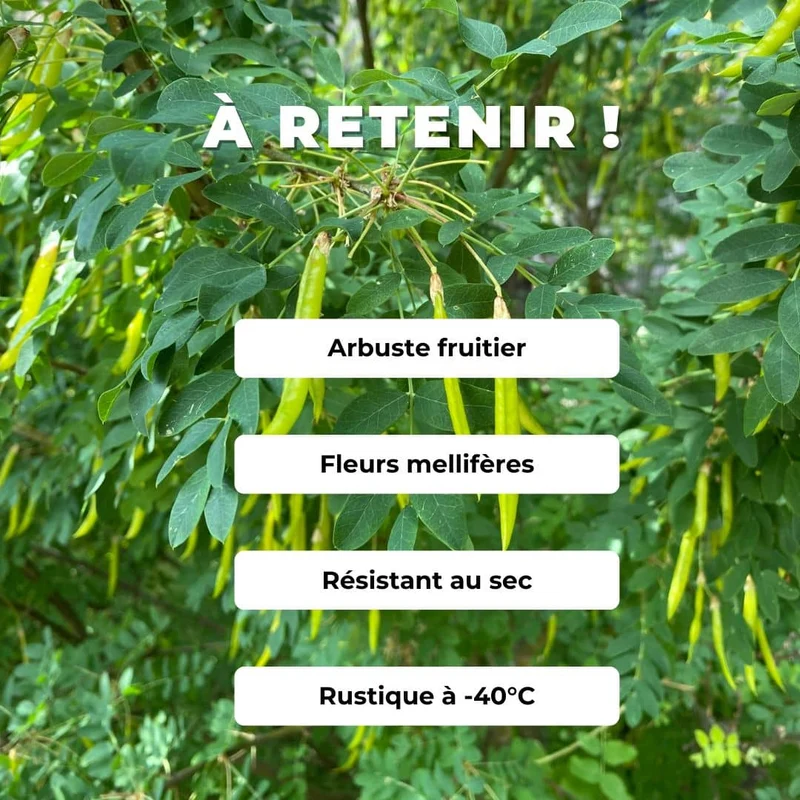 Caraganier de Sibérie — Graines ou plant