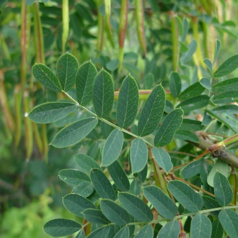 Caraganier de Sibérie — Graines ou plant