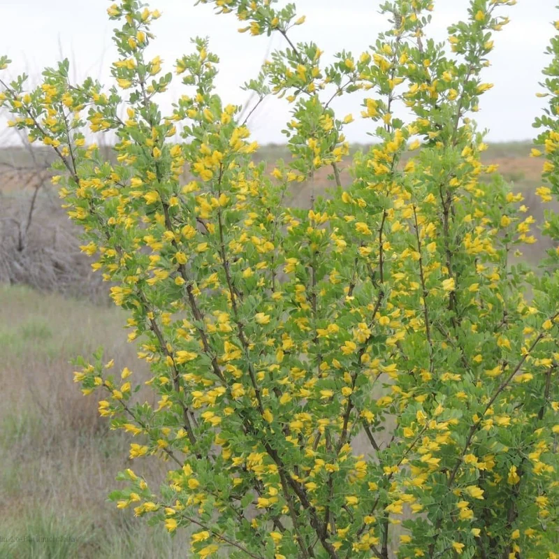 Caraganier de Sibérie — Graines ou plant
