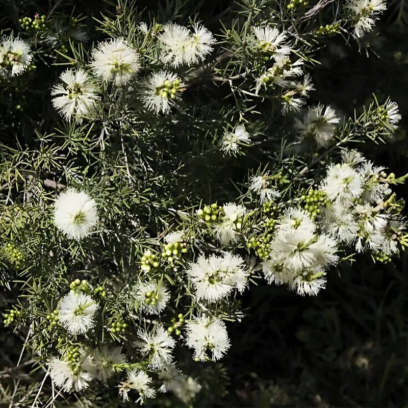Myrte à miel — Graines