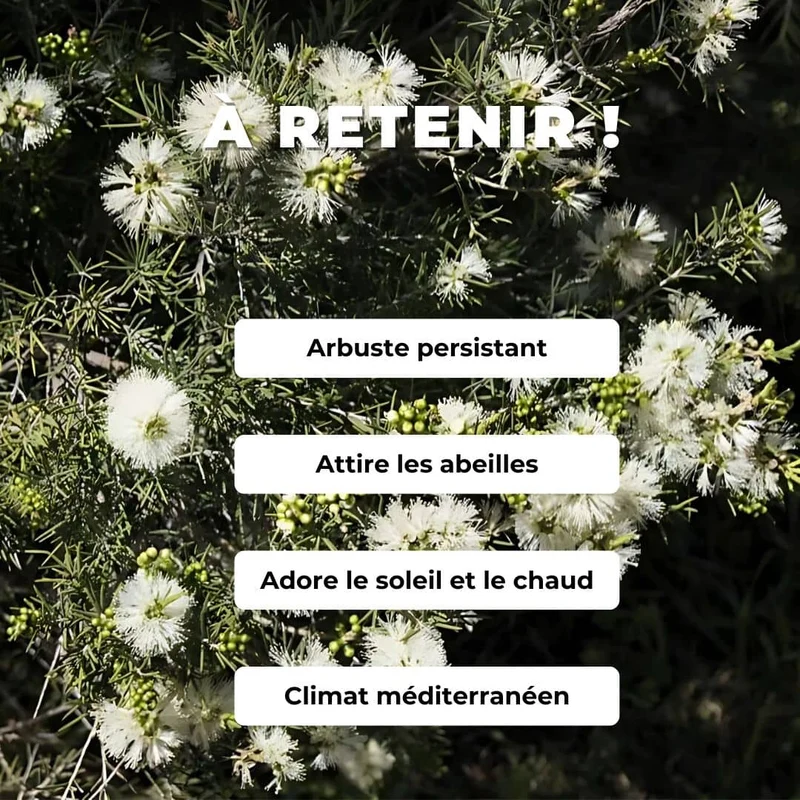 Myrte à miel — Graines