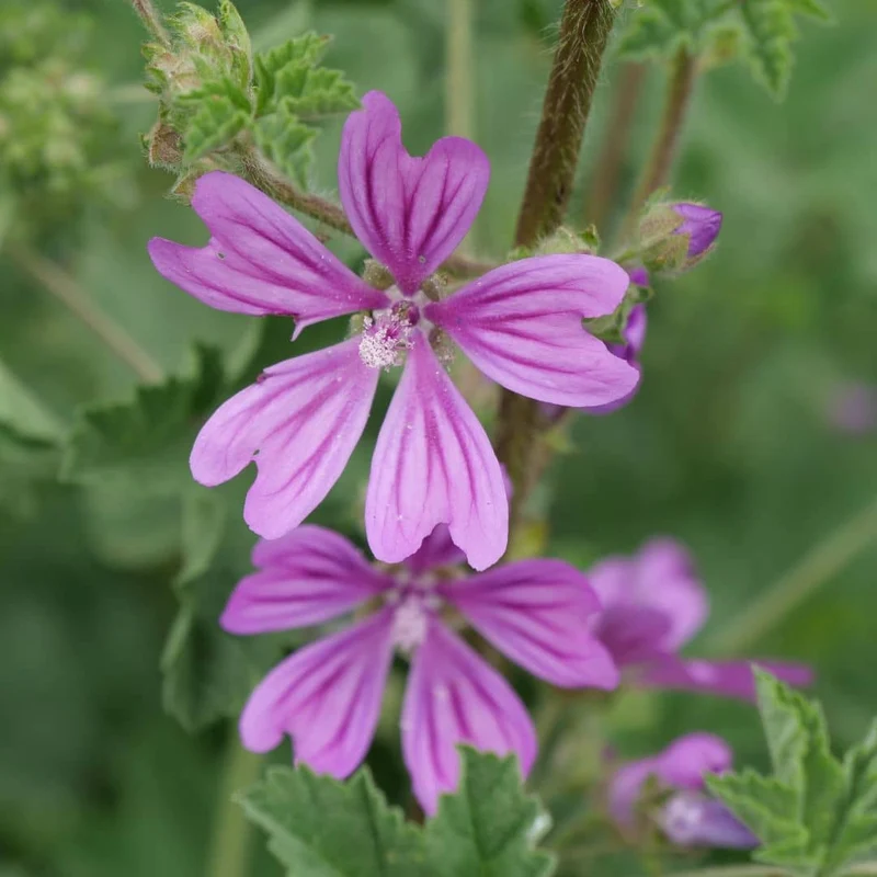 Mauve sylvestre — Graines