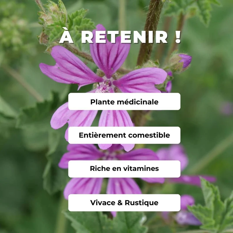 Mauve sylvestre — Graines